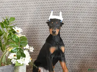 Doberman Pinscher dogs Ziva - Ad 4