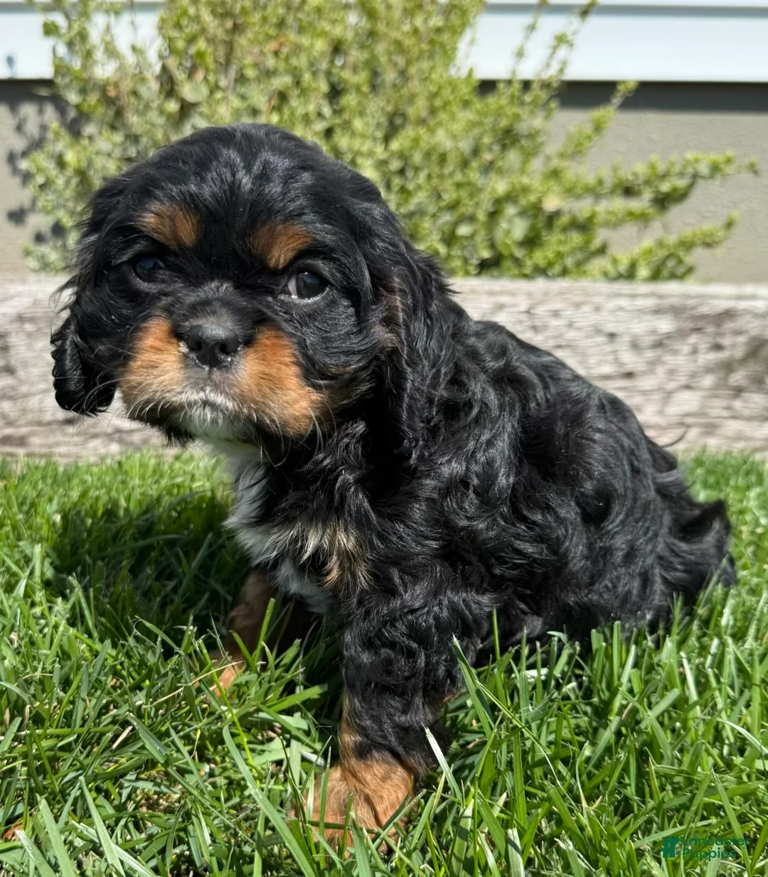 Cavalier King Charles Spaniel dogs for sale: Alex - Ad 4