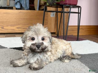 Mixed Breed dogs Waylon - Ad 34