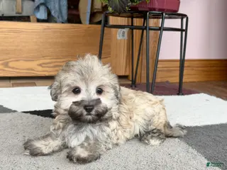 Mixed Breed dogs Waylon - Ad 35