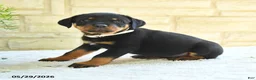 Rottweiler dogs for sale: Laurent - Ad 2