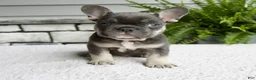 French Bulldog dogs for sale: Noah - Ad 1