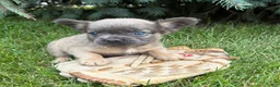 French Bulldog dogs for sale: Doc fluffy - Ad 3