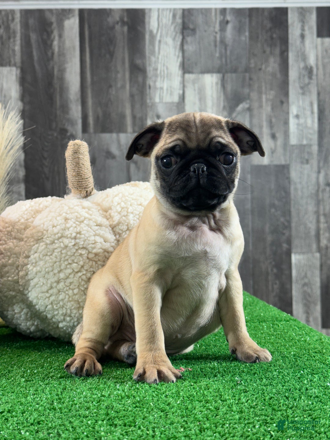Pug dogs for sale: Peter - Ad 1