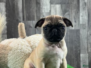 Pug dogs Peter - Ad 40