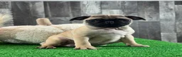 Pug dogs for sale: Peter - Ad 1