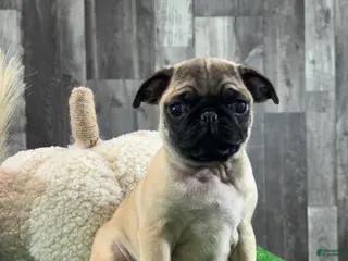 Pug dogs Peter - Ad 25