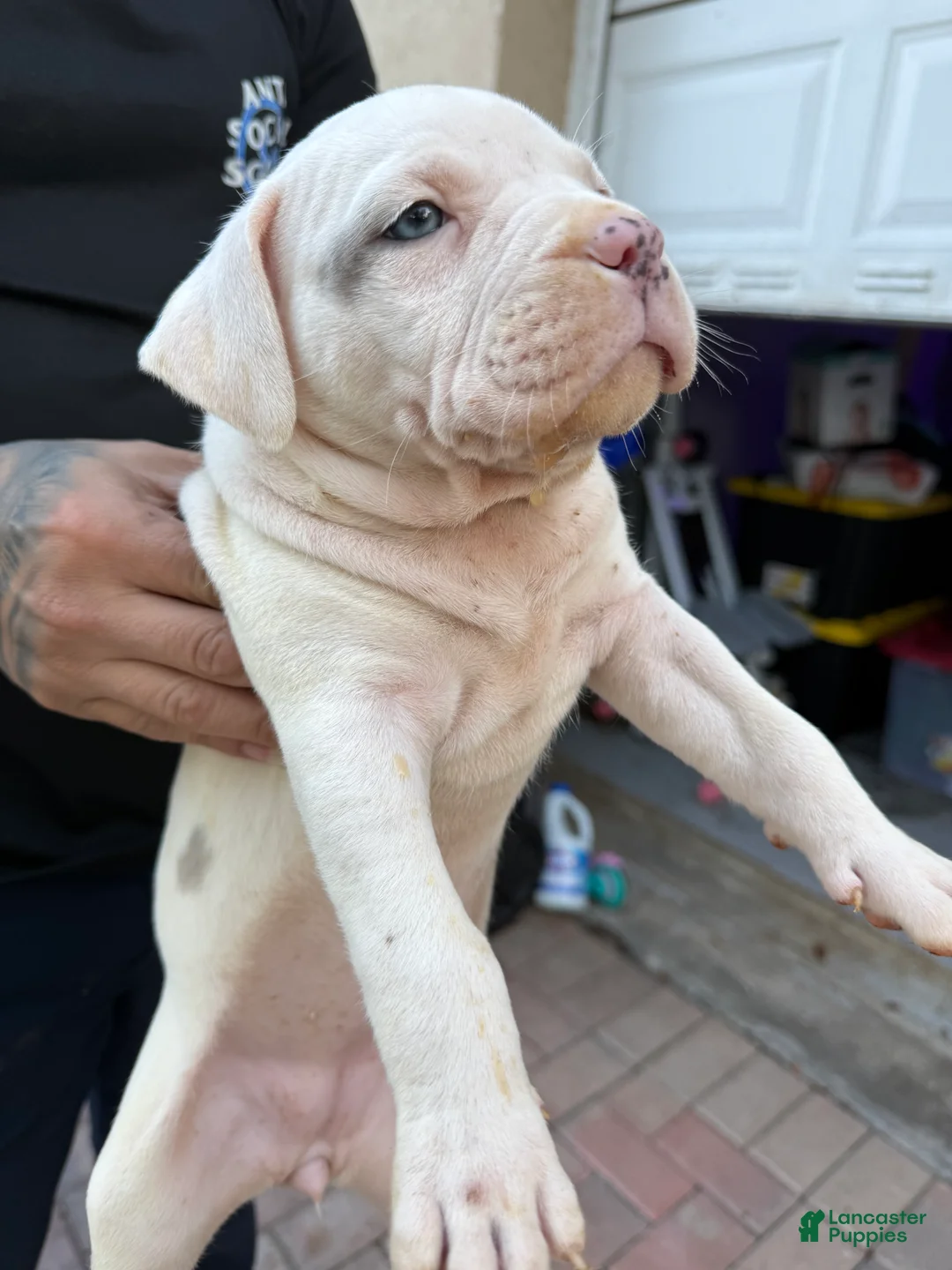 American Bully dogs for sale: American Bully Puppy 1 - Ad 2