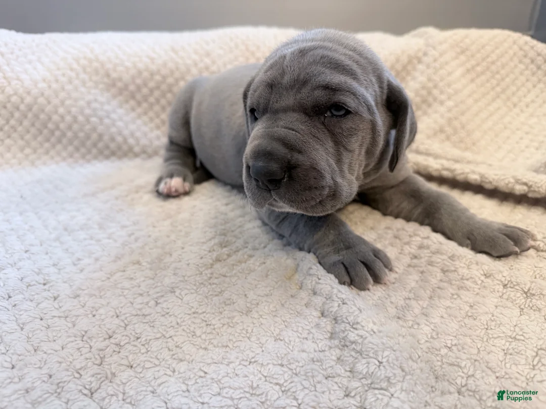 Great Dane dogs for sale: Great Dane Boy - Ad 3