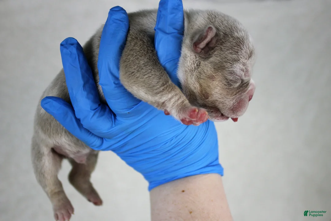 American Bully dogs for sale: White/Blue Male - Ad 12