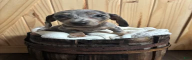 Miniature Dachshund 3