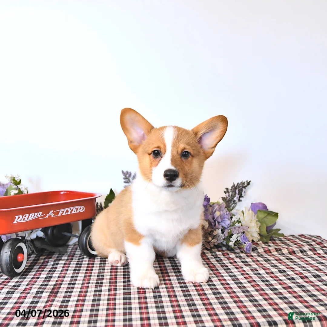 Welsh Corgi Pembroke dogs for sale: Bruce - Ad 2