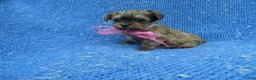 Maltese dogs for sale: Katy - Ad 1