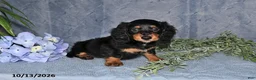 Miniature Dachshund dogs for sale: Summer - Ad 2