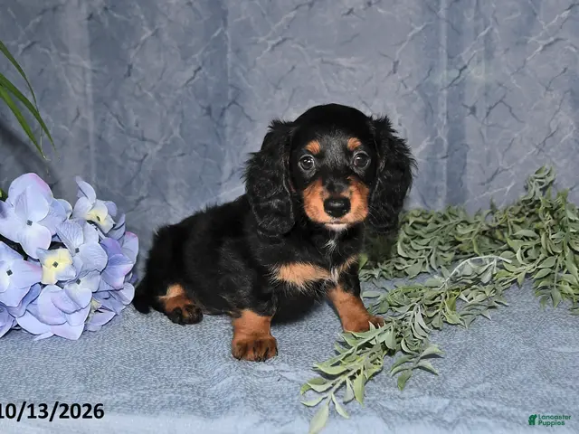 Miniature Dachshund dogs for sale: Summer - Ad 2