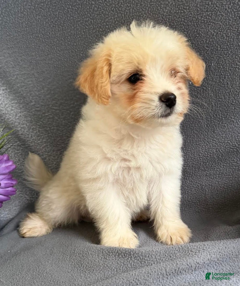 Mixed Breed dogs Jordan - Ad 1