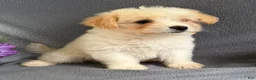 Mixed Breed dogs for sale: Jordan - Ad 1