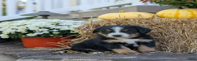 Bernese Mountain Dog 5