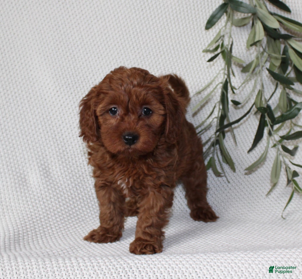 Cavapoo dogs Finley - Ad 1