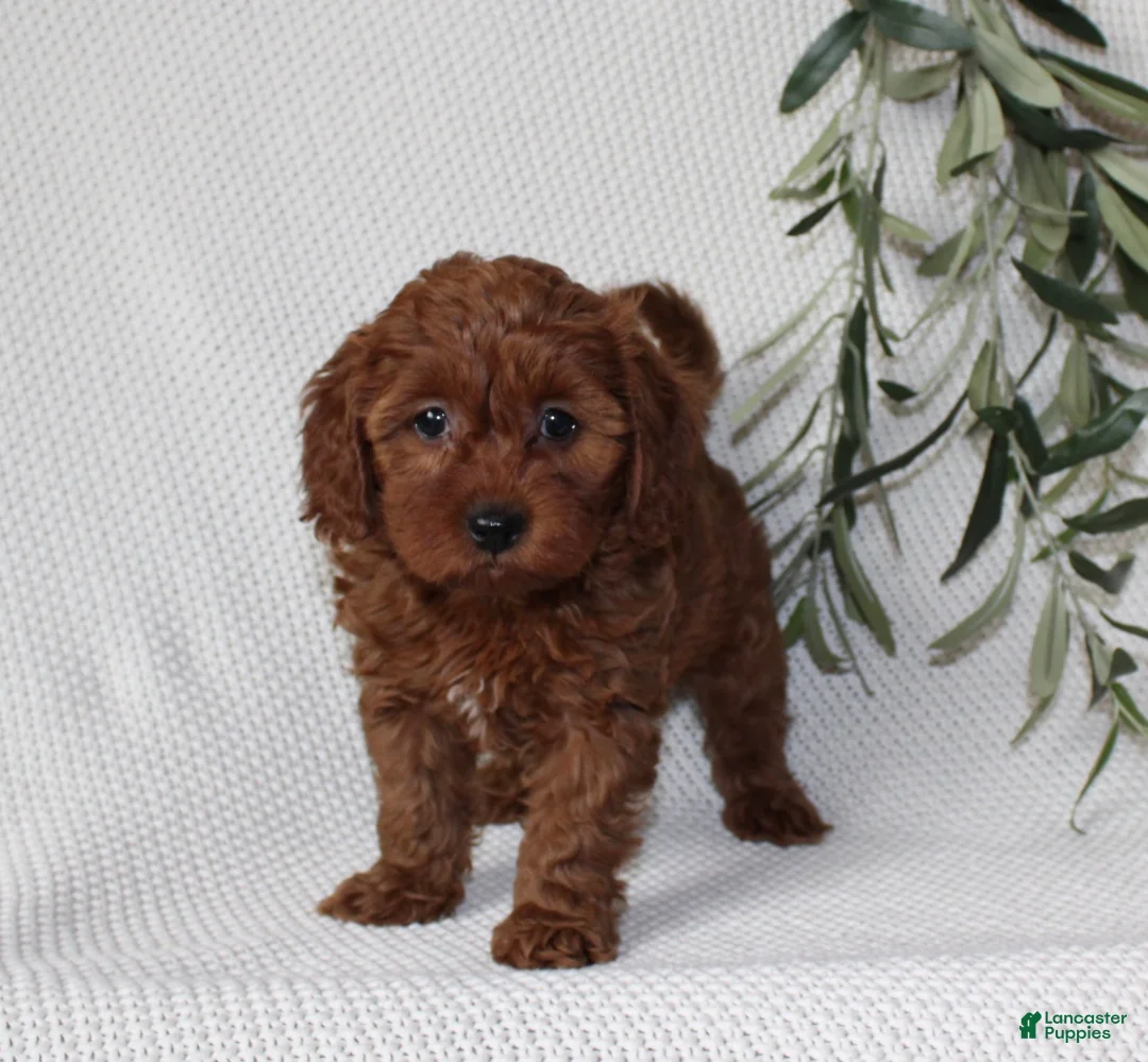 Cavapoo dogs for sale: Finley - Ad 1