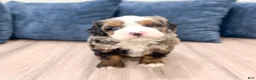 Mini Bernedoodle dogs for sale: Nova - Ad 6