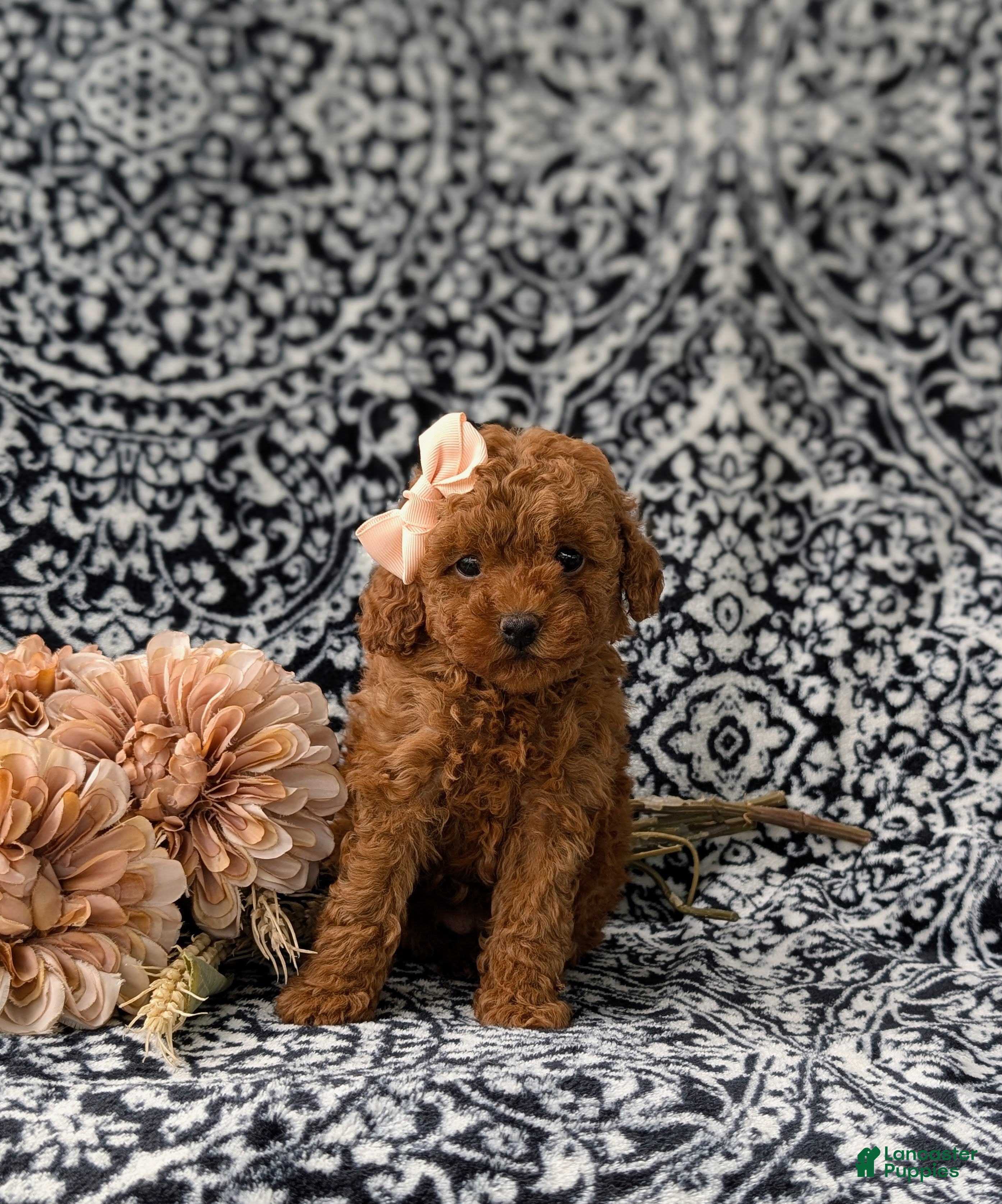 Miniature Poodle dogs Sherrie AKC Registered - Ad 2