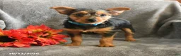 Chorkie dogs for sale: Phoenix - Ad 3