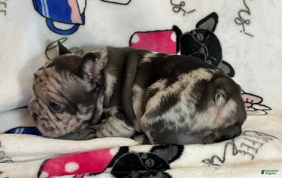 French Bulldog dogs for sale: Arrow - Ad 17