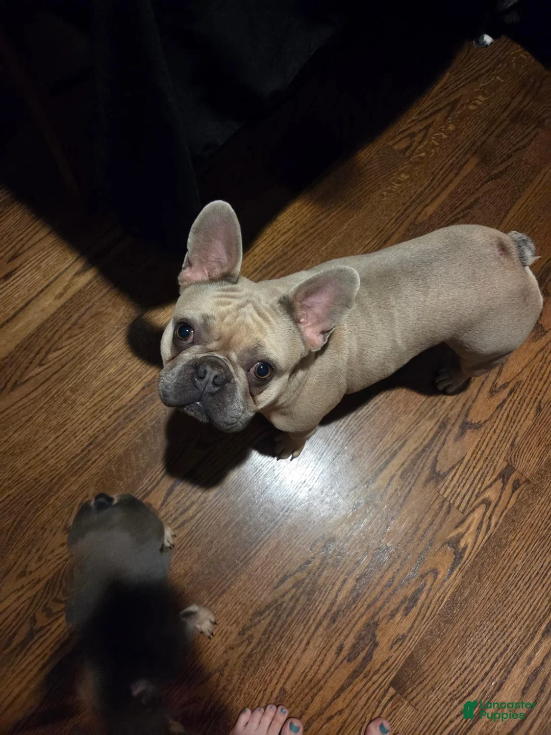 French Bulldog dogs for sale: French Bulldog 5 - Ad 2