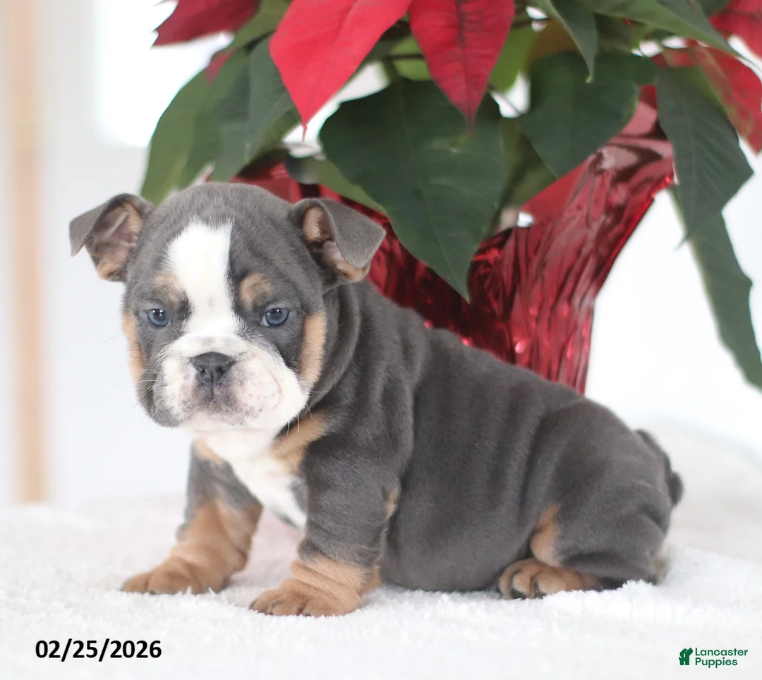 English Bulldog dogs for sale: Reno - Ad 3