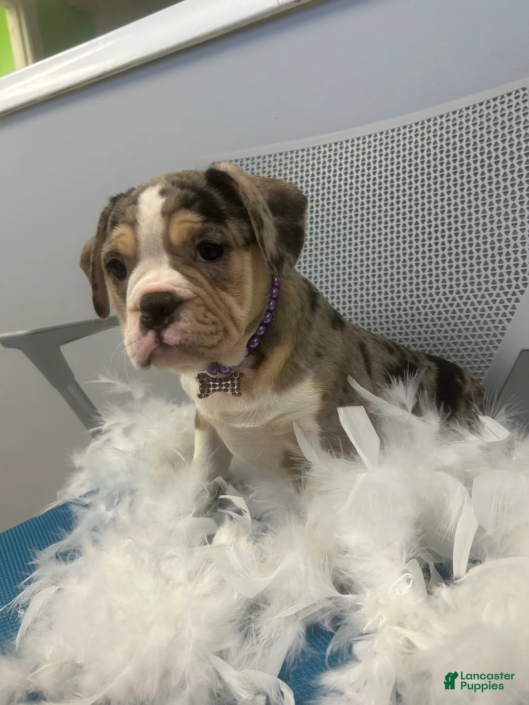 Mixed Breed dogs for sale: Mixed Breed Puppy 3 - Ad 2