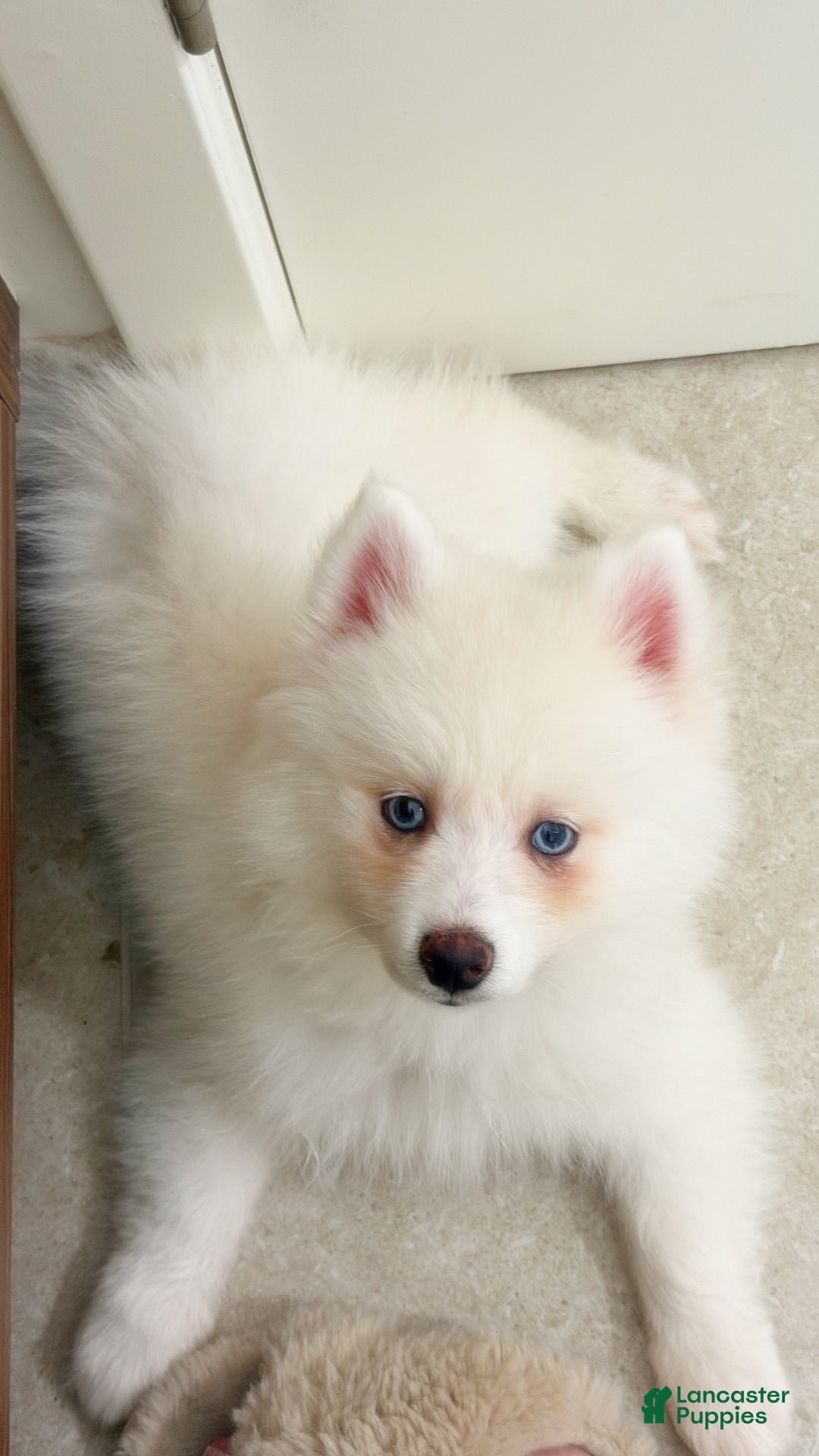 Pomsky dogs for sale: Pomsky Puppy 1 - Ad 6