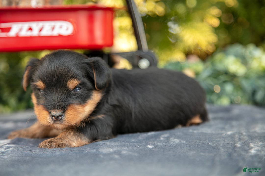 Yorkshire Terrier dogs for sale: Titus - Ad 3