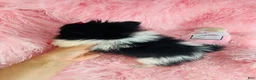 Pomeranian dogs for sale: Pomeranian Puppy 1 - Ad 4