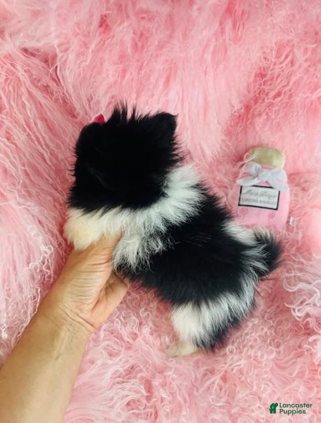 Pomeranian dogs for sale: Pomeranian Puppy 1 - Ad 4
