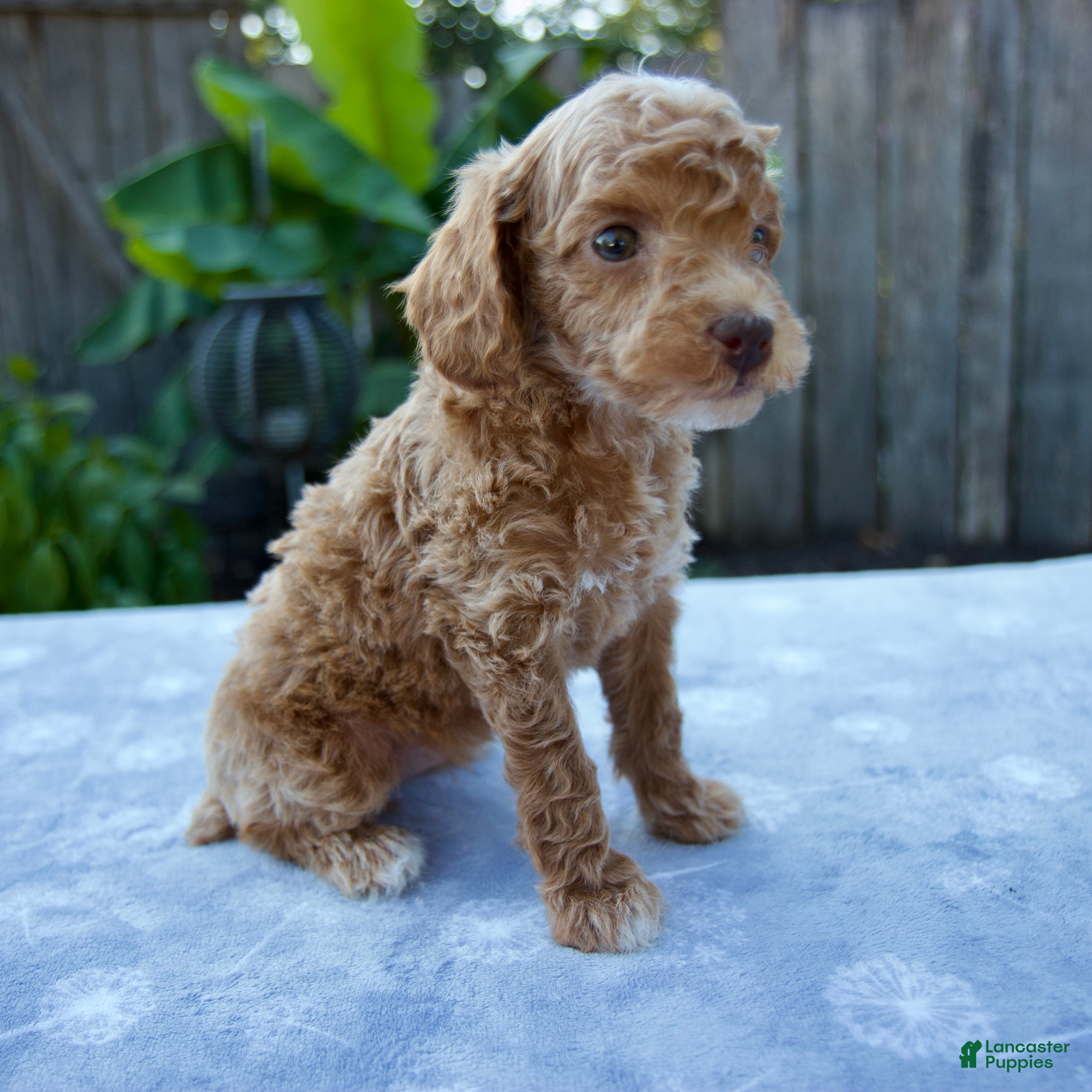 Puppies for sale in Covington, Kentucky Lancaster Puppies