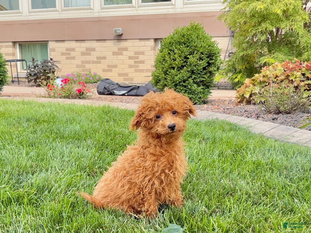 Maltipoo dogs for sale: Gary - Ad 8