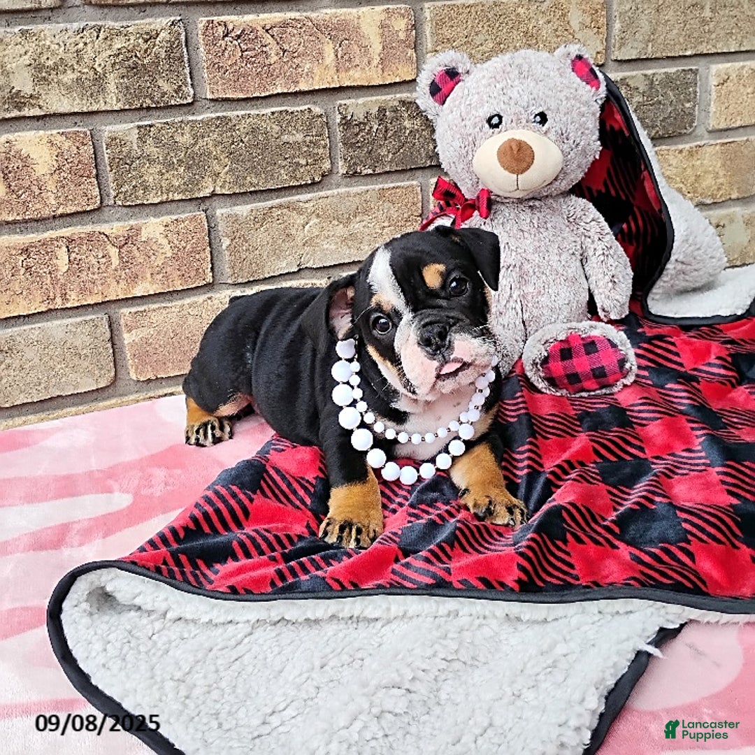 English Bulldog dogs for sale: Ramona - Ad 11