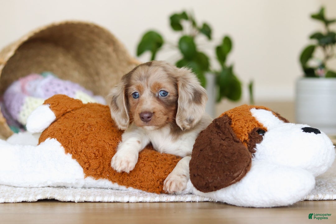 Miniature Dachshund dogs for sale: Skye - Ad 10