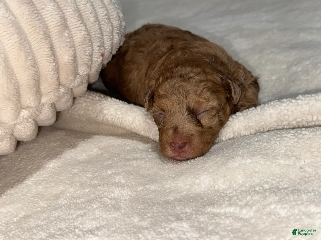 Toy Poodle dogs for sale: Lucy - Ad 1