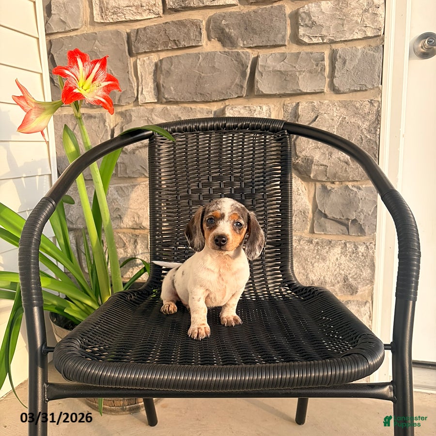 Miniature Dachshund dogs Jade - Ad 2
