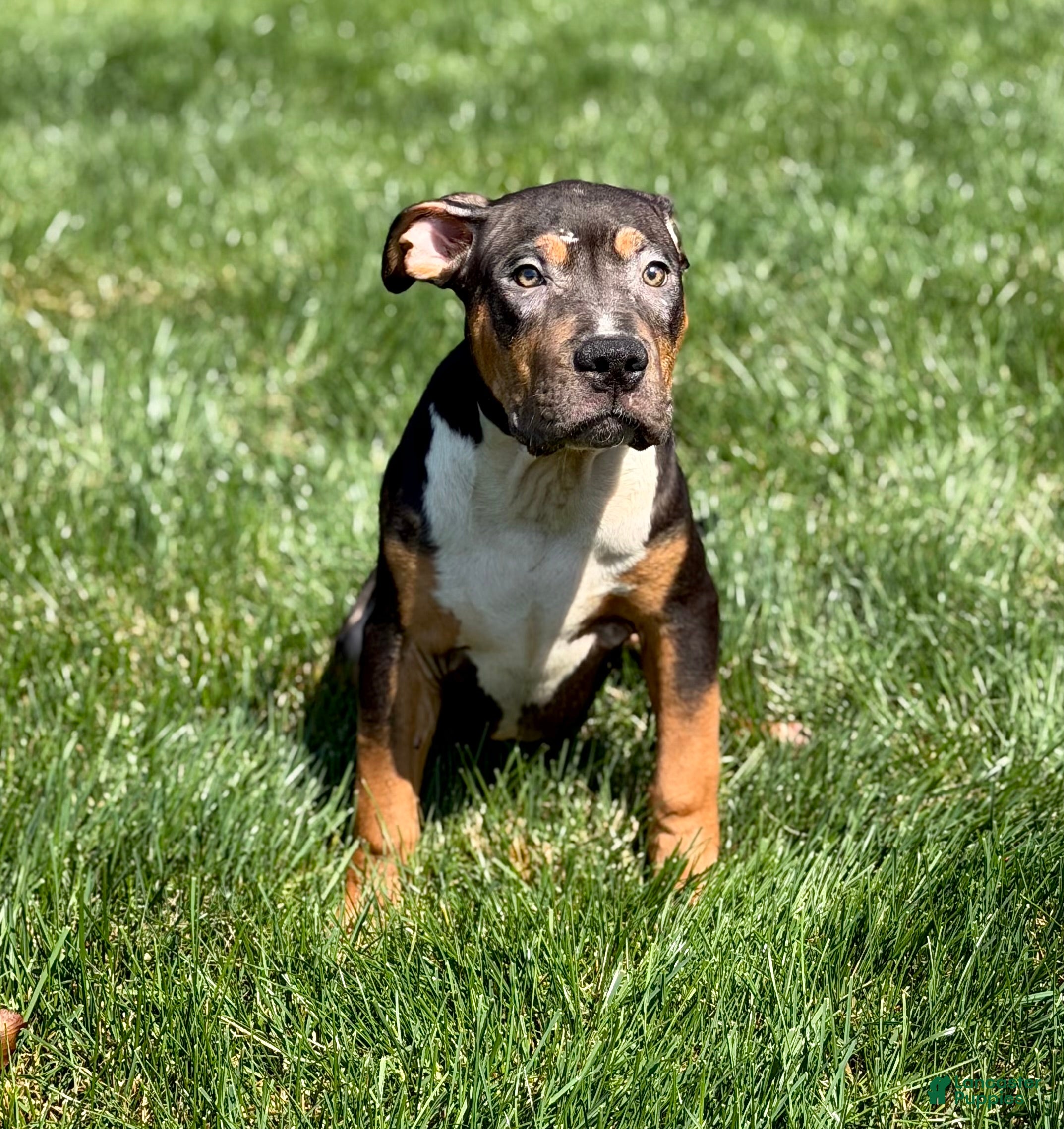 American Bully dogs American Bully Puppy 4 - Ad 28