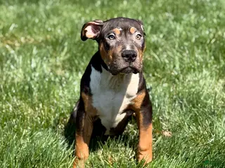 American Bully dogs American Bully Puppy 4 - Ad 28