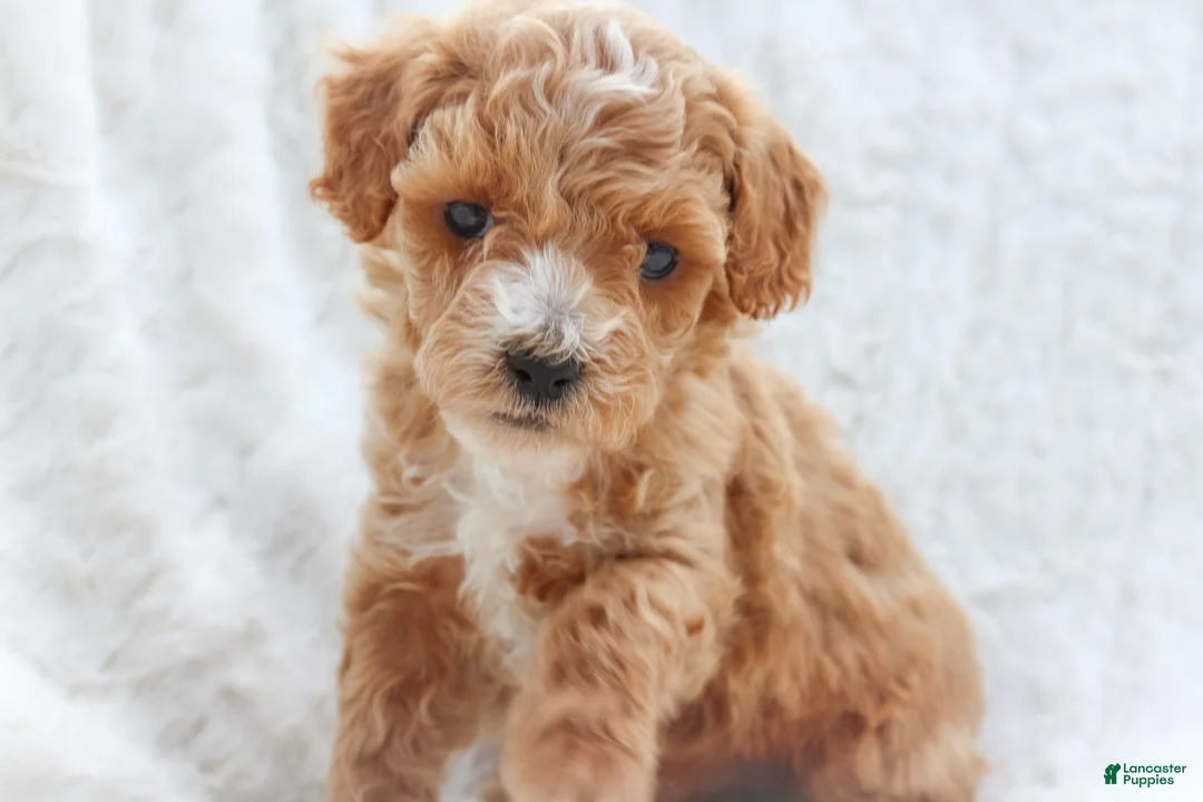 Mixed Breed dogs for sale: Penny - Ad 1