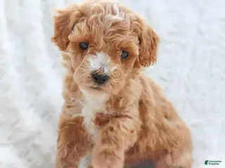 Mixed Breed dogs Penny - Ad 28