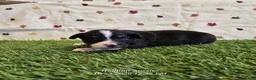 Toy Australian Shepherd dogs for sale: Waffle - Ad 1