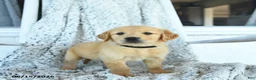 Golden Retriever dogs for sale: Grace - Ad 1