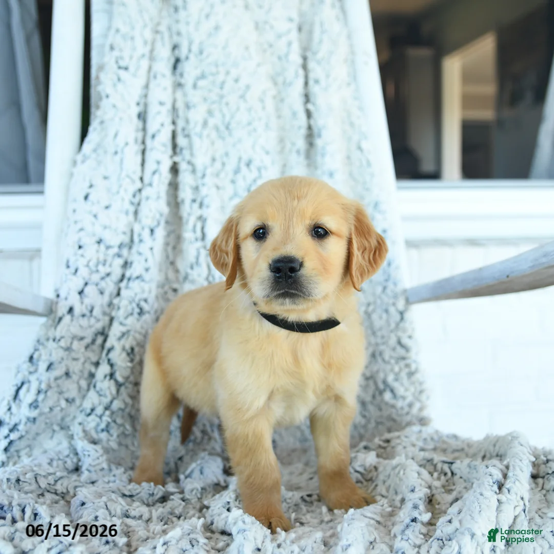Golden Retriever dogs for sale: Grace - Ad 1