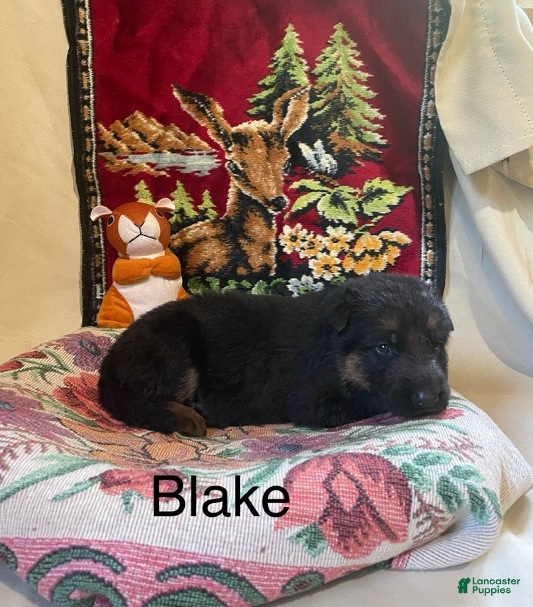 German Shepherd dogs Blake - Ad 2