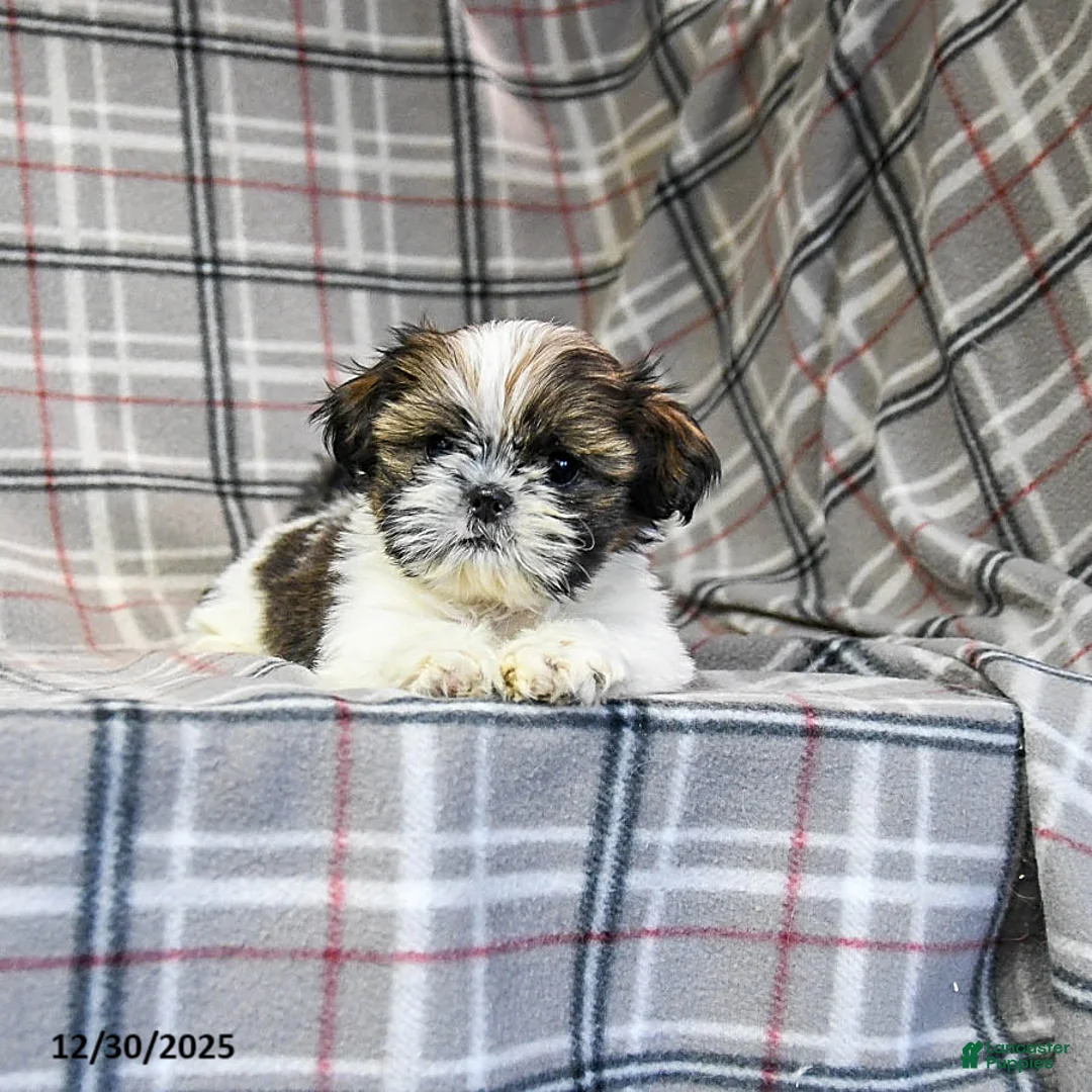Shih Tzu dogs for sale: Molasses - Ad 8